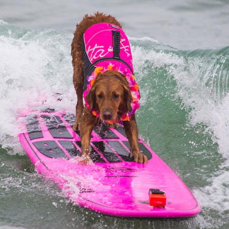 Ricochet The Surf Dog